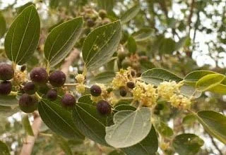 10 Manfaat Daun Bidara Baik Untuk Kesehatan